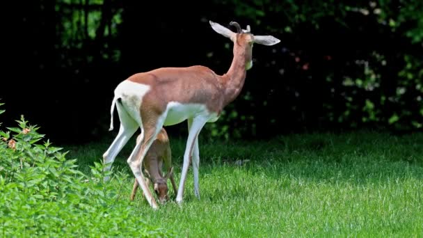 Dama Gazelle Baby Gazella Dama Mhorr Mhorr Gazelle Species Gazelle — Stock Video