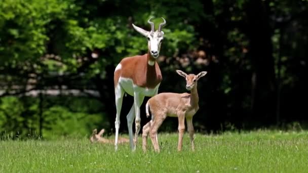 Dama Gazelle Baby Gazella Dama Mhorr Mhorr Gazelle Species Gazelle — ストック動画