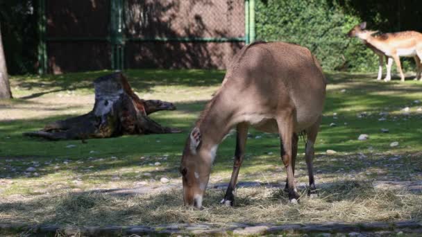 Nilgai Mucca Blu Boselaphus Tragocamelus Più Grande Antilope Asiatica Endemica — Video Stock