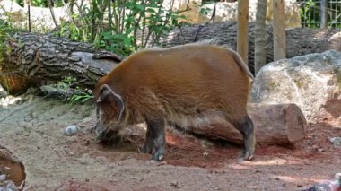 Kızıl nehir domuzu, Potamochoerus porcus, ayrıca çalı domuzu olarak da bilinir. Bu domuzun yer altında yiyecek bulmak için keskin bir koku alma duyusu var..