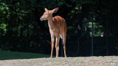 Nyala, Tragelaphus angasii Güney Afrika 'ya özgü spiral boynuzlu bir antiloptur. Bovidae familyasından ve Nyala familyasından, Tragelaphus familyasından bir türdür.. 