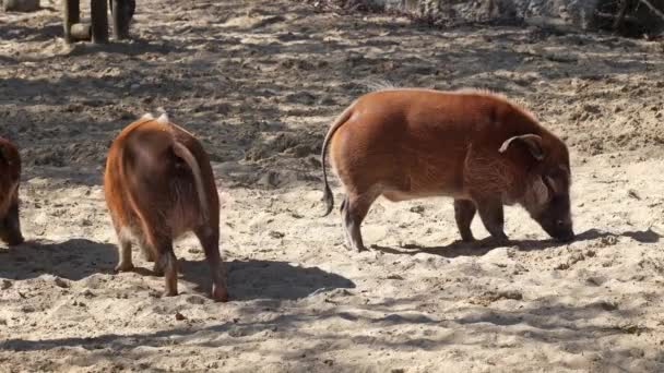 Κόκκινο Γουρούνι Του Ποταμού Potamochoerus Porcus Επίσης Γνωστή Γουρούνι Θάμνος — Αρχείο Βίντεο