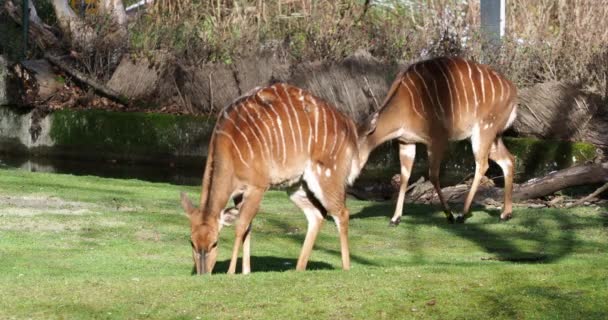 非洲羚羊 Tragelaphus Angasii 是一种原产于南部非洲的螺旋形角羚羊 牠们是Bovidae科和Nyala属的一个物种 也被认为属于Tragelaphus属 — 图库视频影像
