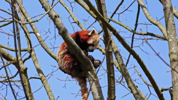 Červená Panda Ailurus Fulgens Také Volal Menší Panda Červený Kočičí — Stock video