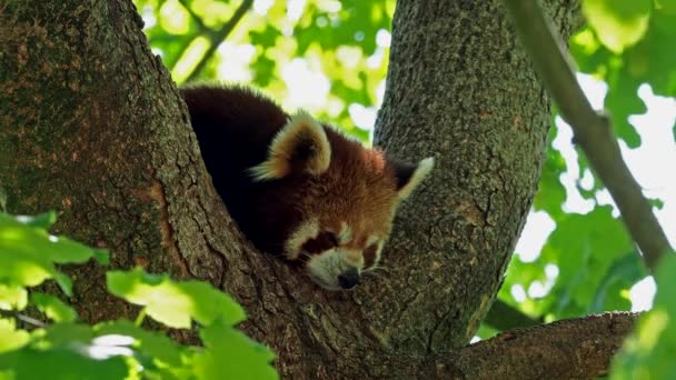 Panda Rouge Ailurus Fulgens Aussi Appelé Petit Panda Chat Ours — Video