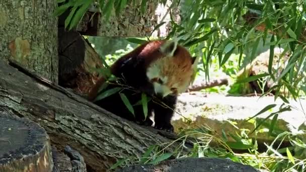 Punainen Panda Ailurus Fulgens Kutsutaan Myös Pienempi Panda Punainen Kissa — kuvapankkivideo