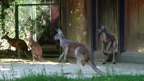 Kırmızı Kanguru Macropus Rufus Tüm Kanguruların Büyüğü Avustralya Özgü Büyük — Stok video