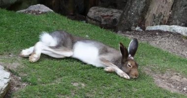 Dağ tavşanı, Lepus timidus. Yazın kahverengi saçlı beyaz tavşan olarak da bilinir.