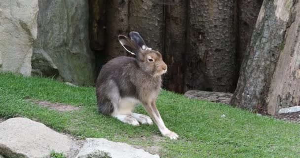 산토끼 토끼로도 알려져 미두스는 여름에 토끼입니다 — 비디오