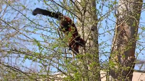 Červený Nafoukaný Lemur Varecia Rubra Jedním Dvou Druhů Rodu Varecia — Stock video
