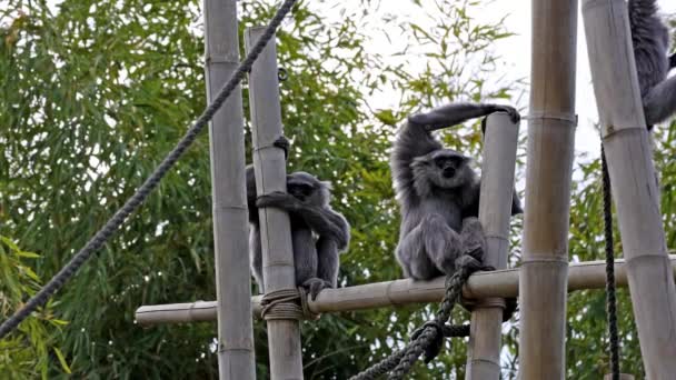 Silvery Gibbon Hylobates Moloch 입니다 긴팔원숭이는 위협받는 가운데속한다 — 비디오