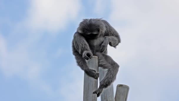 Silvery Gibbon Hylobates Moloch 입니다 긴팔원숭이는 위협받는 가운데속한다 — 비디오