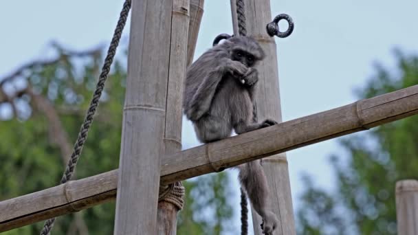 银白色的长臂猿 低垂的云雾 银质长臂猿是最受威胁的物种之一 — 图库视频影像