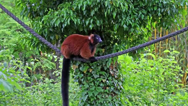 Lemure Rosso Arruffato Varecia Rubra Una Delle Due Specie Del — Video Stock