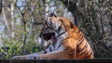 Sibirya kaplanı, Panthera tigris altaica dünyanın en büyük kedisidir.