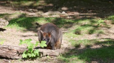 Wallaby bataklığı, Wallabia bicolor, küçük kangurulardan biridir. Bu valabi aynı zamanda siyah valabi olarak da bilinir.