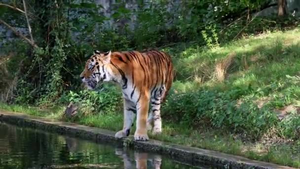 Tigre Siberiana Panthera Tigris Altaica Gatto Più Grande Del Mondo — Video Stock
