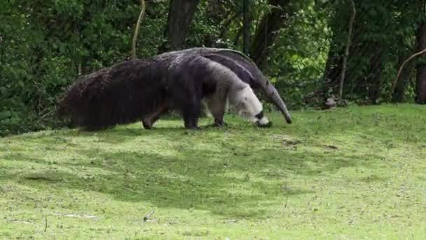 Giant Anteater Myrmecophaga Tridactyla Also Known Ant Bear Insectivorous Mammal — Stock Video