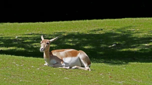 ドイツ国立公園内の鹿や軸鹿としても知られているチタル鹿やチタン鹿 — ストック動画