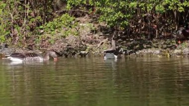 Küçük bebekleri olan gri lag kazları ailesi. Gri-lag kaz, Anser anser, Anatidae familyasından bir kaz türü.