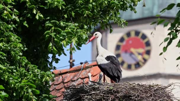 White Stork Ciconia Ciconia Small Babies Nest Oettingen Swabia Bavaria — Stock Video