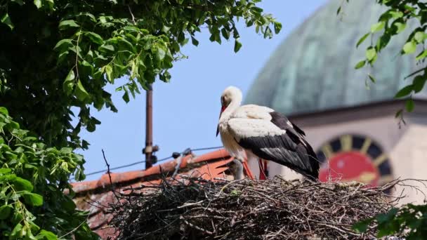 White Stork Ciconia Ciconia Small Babies Nest Oettingen Swabia Bavaria — Stock Video