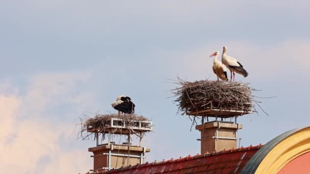 White Stork Ciconia Ciconia Med Små Barn Boet Oettingen Schwaben — Stockvideo