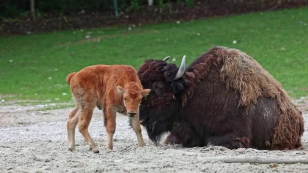 Familia Del Bisonte Americano Simplemente Bisonte También Conocido Comúnmente Como — Vídeo de stock