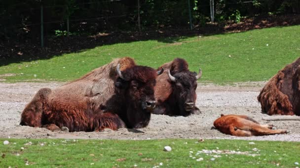 Familia Del Bisonte Americano Simplemente Bisonte También Conocido Comúnmente Como — Vídeos de Stock