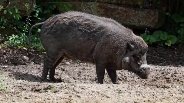 Sus Cebifrons Uma Espécie Porco Família Sus Endémica Brasil Endémica — Vídeo de Stock