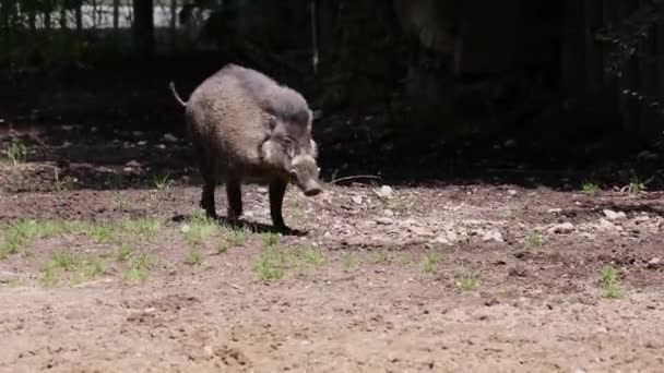 Cochon Verruqueux Visayen Sus Cebifrons Est Une Espèce Danger Critique — Video