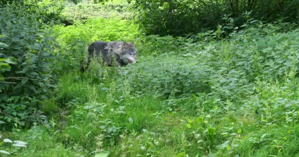 Λύκος Canis Lupus Επίσης Γνωστός Γκρίζος Λύκος Λύκος Ξυλείας Είναι — Αρχείο Βίντεο