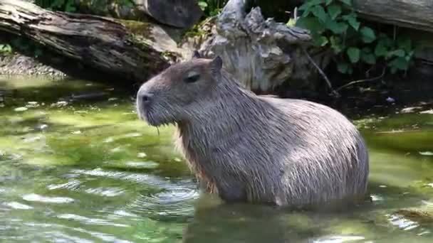 Capibara Hydrochoerus Hydrochaeris Roedor Más Grande Existente Mundo Sus Parientes — Vídeos de Stock