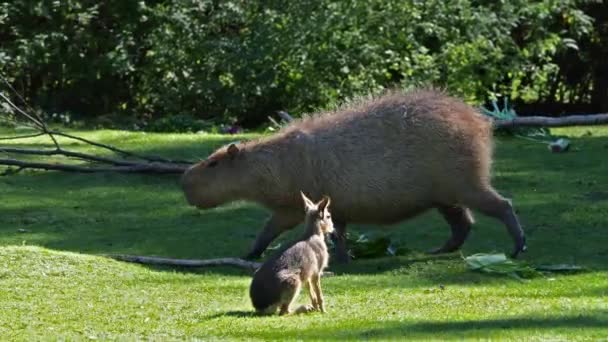 Capybara Hydrochoerus Hydrochaeris Legnagyobb Létező Rágcsáló Világon Legközelebbi Rokonai Agutik — Stock videók
