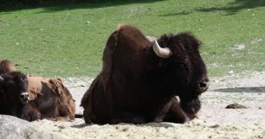 Bizon ya da bizon, bir zamanlar Kuzey Amerika 'da geniş sürüler halinde yaşayan bir bizon türüdür.. 