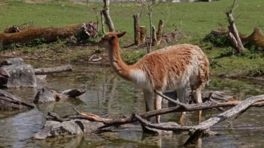 Vicunas, Vicugna Vicugna, And Dağları 'nın yüksek dağlık bölgelerinde yaşayan lama' nın akrabaları.