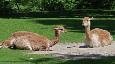 Vicunas, Vicugna Vicugna, And Dağları 'nın yüksek dağlık bölgelerinde yaşayan lama' nın akrabaları.