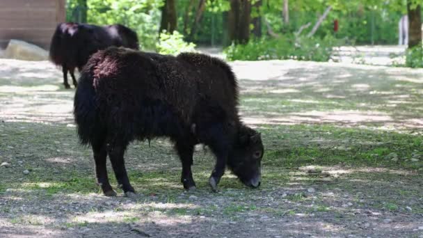 Young Baby Domestic Yak Bos Grunniens Long Haired Domesticated Bovid — Stock Video