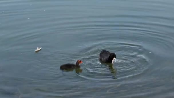 Eurasian Coot Feeding Its Chick Fulica Atra Also Known Common — Stock Video