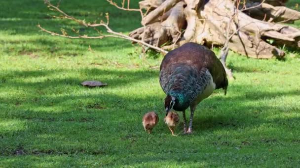 Madre India Del Búho Real Con Bebés Pequeños Peafowl Azul — Vídeos de Stock