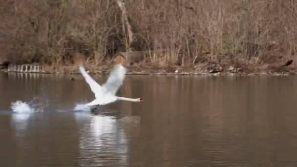 白天鹅Cygnus Olor是天鹅的一种 也是水禽科Anatidae的一员 在德国慕尼黑英国花园的一个湖面上飞行 — 图库视频影像