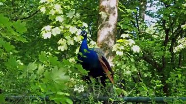 Hint Peafowl veya mavi Peafowl, Büyük ve parlak renkli bir kuş türüdür, Güney Asya 'ya özgü, fakat dünyanın diğer bölgelerinde de tanıtılan bir türdür..