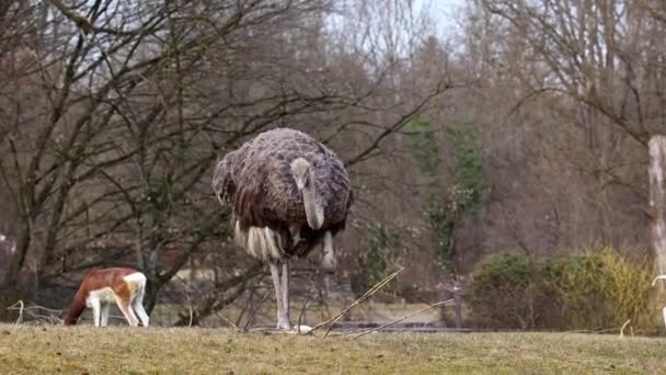 Struthio Camelus Або Просто Страус Вид Великих Нелітаючих Птахів Родом — стокове відео