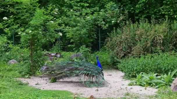 Indian Peafowl Blue Peafowl Pavo Cristatus Large Brightly Coloured Bird — Stock Video