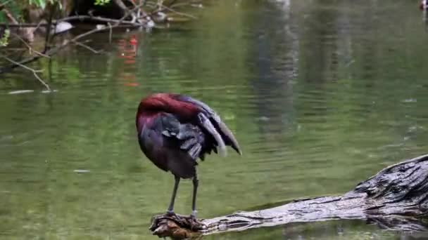 牠们是牠们中的一种涉水鸟类 产于牠们科 — 图库视频影像