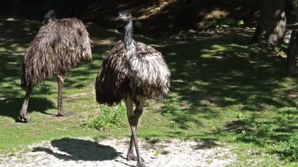 Der Emus Dromaius Novaehollandiae Ist Nach Seinem Verwandten Dem Strauß — Stockvideo