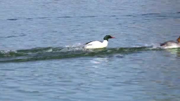 Common Merganser Goosander Mergus Merganser Swimming Kleinhesseloher Lake English Garden — Stock Video