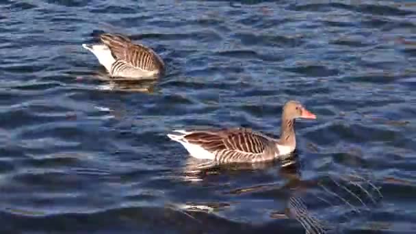 Greylag Goose Anser Anser Species Large Goose Waterfowl Family Anatidae — Stock Video