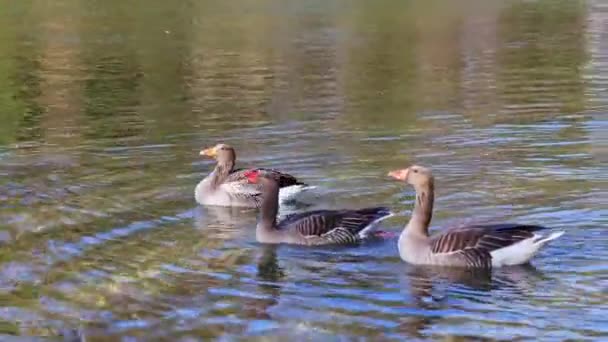 Greylag Goose Anser Anser Species Large Goose Waterfowl Family Anatidae — Stock Video