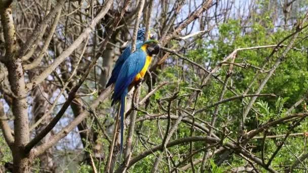 Blauwgele Ara Ara Ararauna Een Grote Zuid Amerikaanse Papegaai Uit — Stockvideo